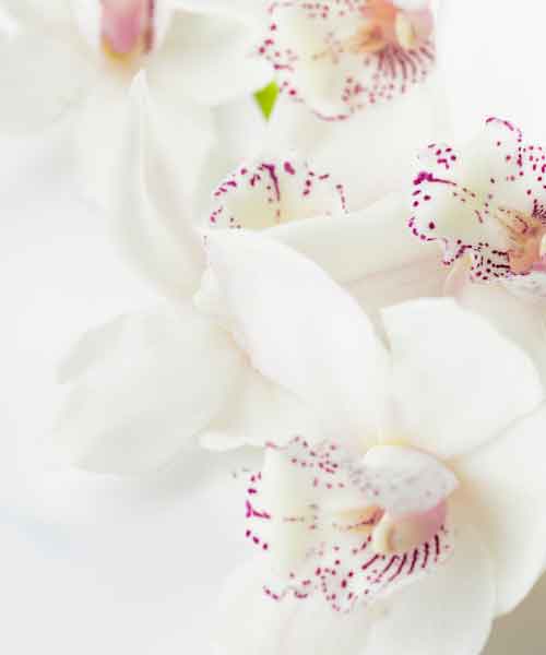 Photo orchidée