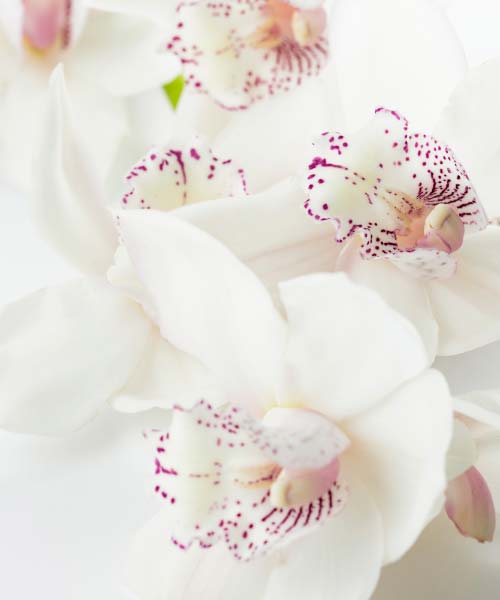 Photo d'une orchidée blanche