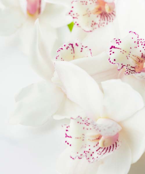 Photo d'une orchidée