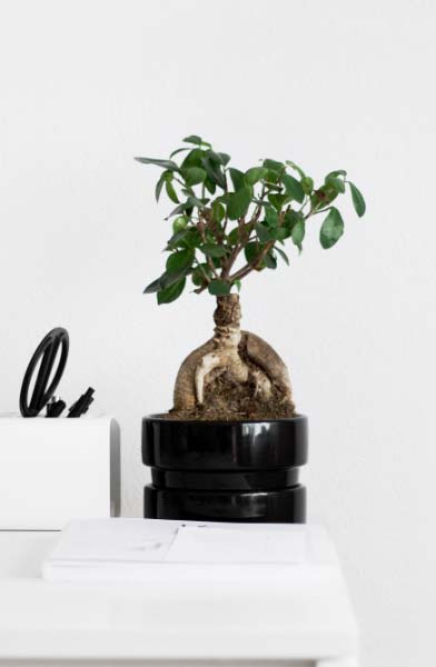 bureau avec plante